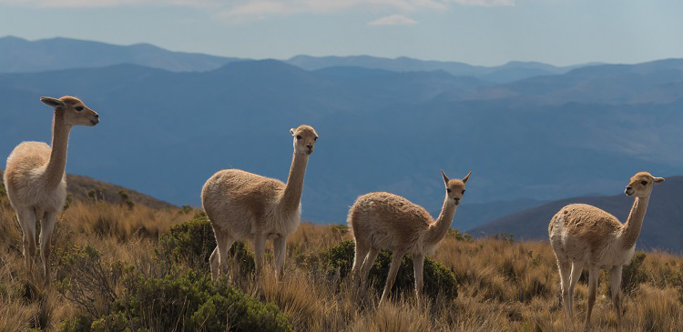 There’s Nothing Like a Little Llama Drama!